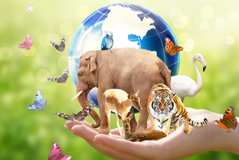 愛的使者之當(dāng)二次元遇上流浪動物